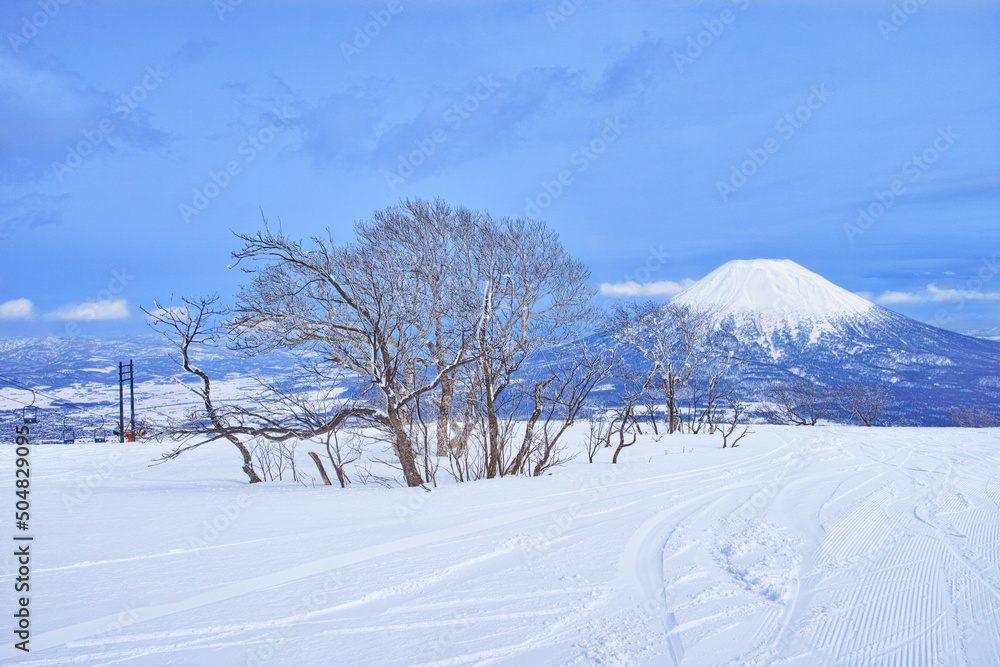 Obraz premium 春スキーのニセコスキー場、樹木と羊蹄山 