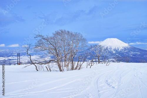 春スキーのニセコスキー場、樹木と羊蹄山