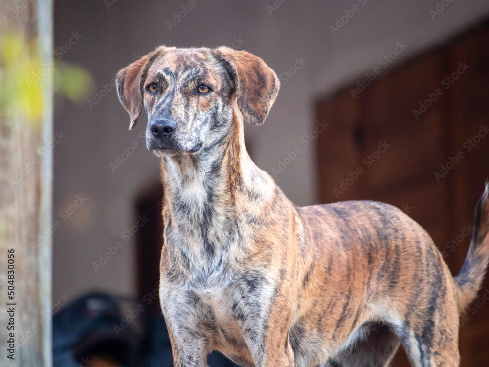 great dane portrait. Adorável cachorro. adorable dog with watchful eyes