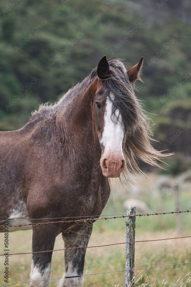 Obraz premium Clydesdale Horse