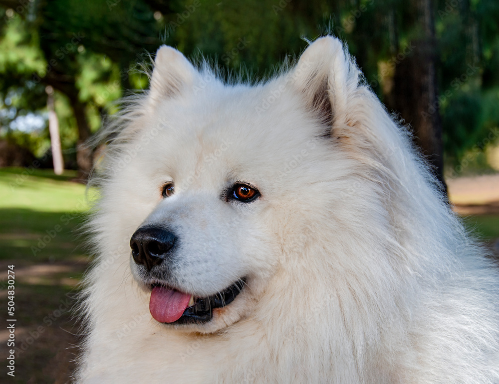 Portrait of a white cheerful dog of the Samoyed breed. Close-up.