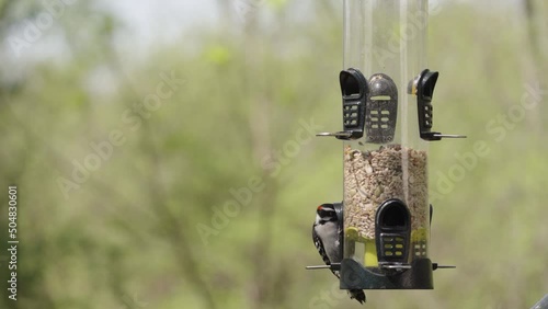 Bird stopping by a bird feeder