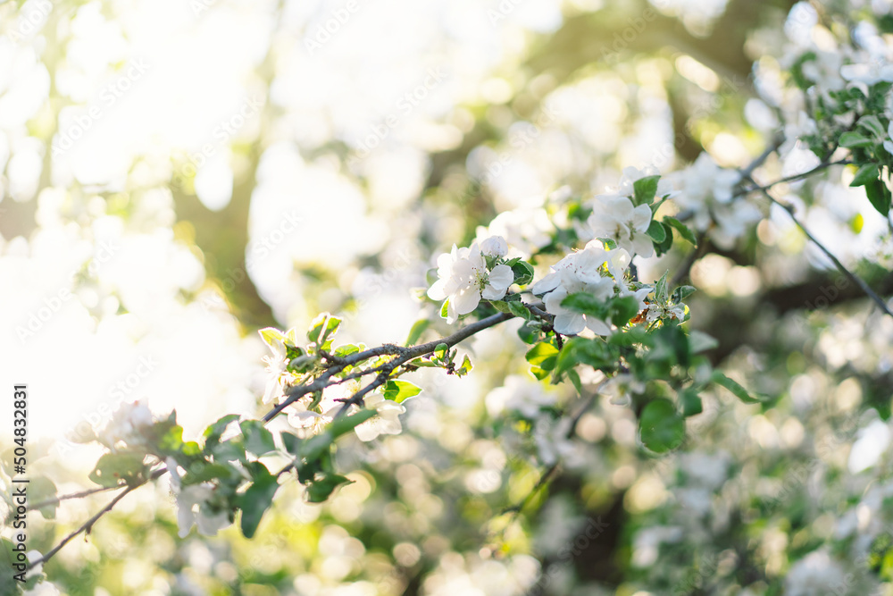Beautiful white flowers on a branch of an apple tree against the background of a blurred garden. Apple tree blossom. Spring background Beautiful white flowers on a branch of an apple tree against the background of a blurred garden. Apple tree blossom. Spring background
