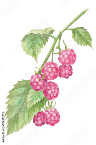 hand painted watercolor illustration of raspberry, isolated on white background