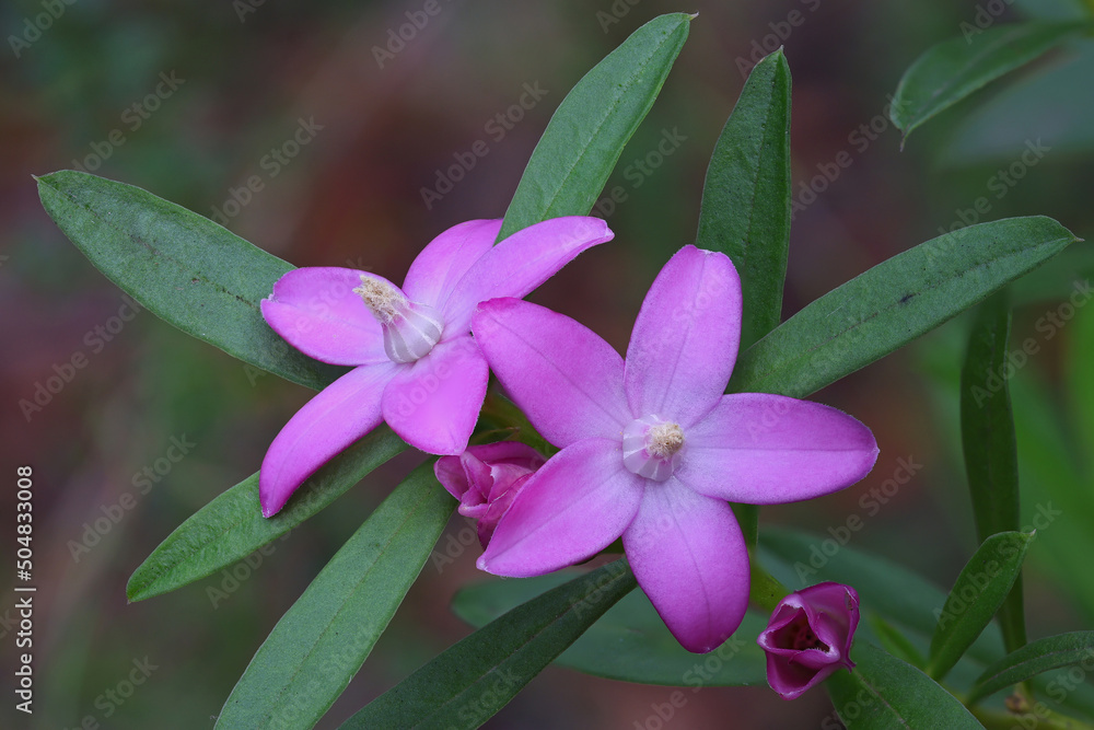 Australian Pink Wax Flower (Eriostemon australasius) Australian Pink Wax Flower (Eriostemon australasius)