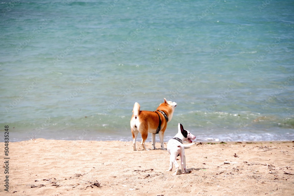 台湾淡水のビーチで遊ぶ二匹の犬 Stock Photo Adobe Stock