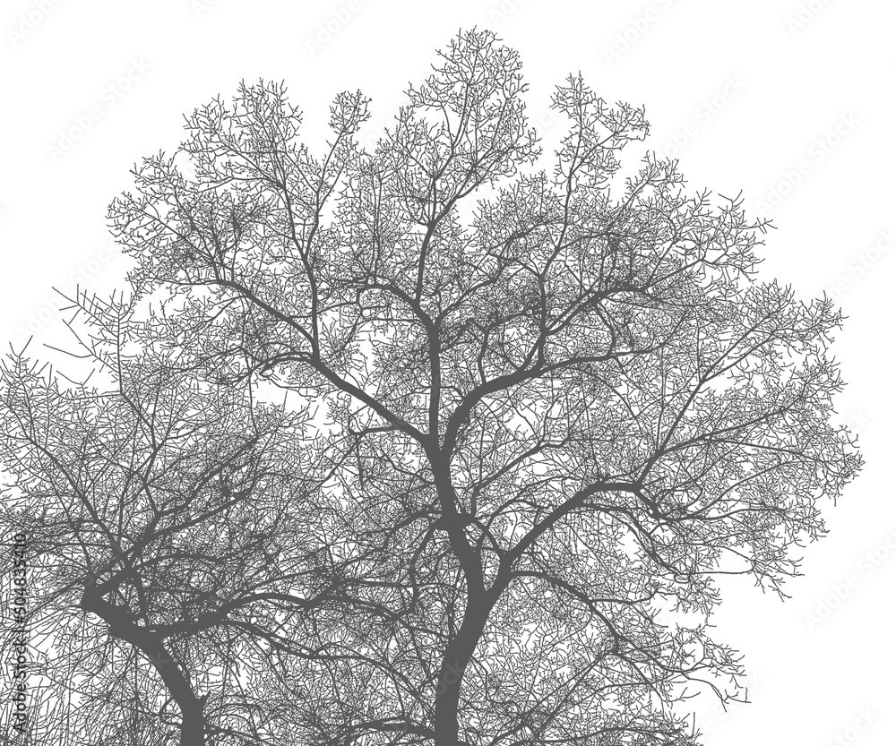 Silhouette of a tree and branches on a white background. Realistic black and white illustration of an elm tree. Silhouette of a tree and branches on a white background. Realistic black and white illustration of an elm tree.