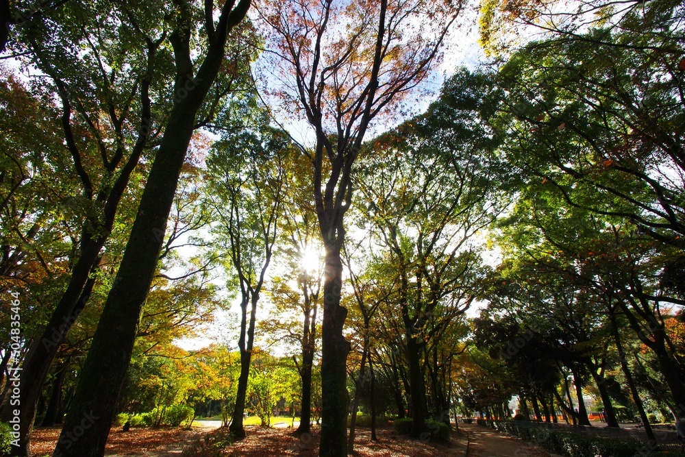 Obraz premium 紅葉