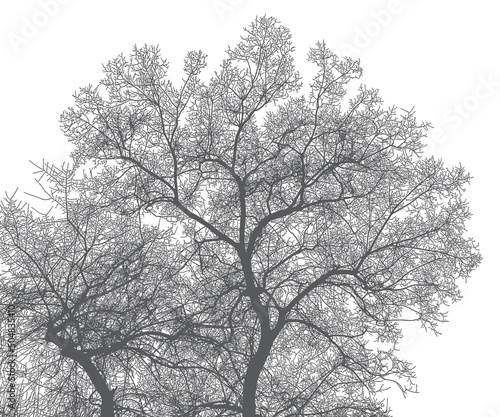 Silhouette of a tree and branches on a white background. Realistic black and white illustration of an elm tree.