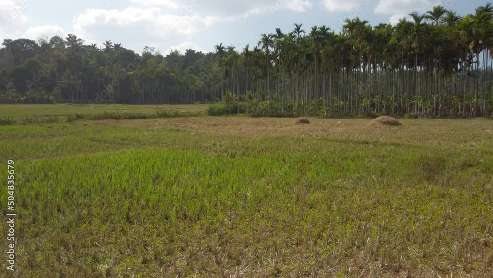 Idyllic rural scene in India, Kerala. Pan right Idyllic rural scene in India, Kerala. Pan right