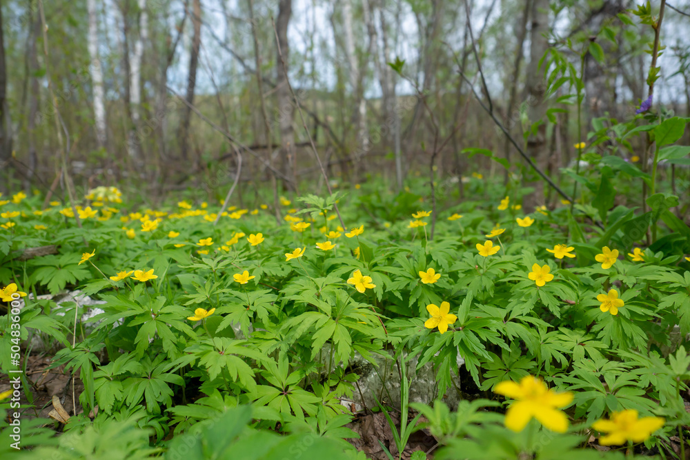 Beautiful yellow anemone flowers in spring in the forest closeup in nature. Spring forest landscape with blooming primroses.