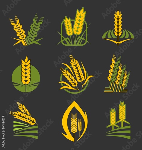 Cereal ears and spikes. Wheat, rye, barley, rice and millet stalks vector icons. Bread and grain food or bakery, agriculture industry. Wheat spike or barley millet organic bio farm products