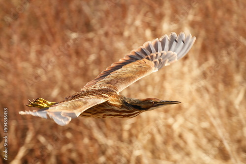 American Bittern flying with long brown grass in the background