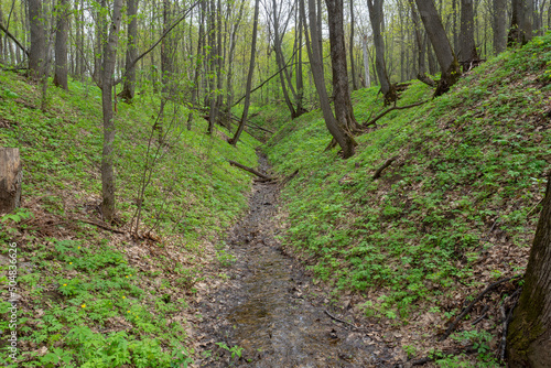 Forest ravine with a small stream. Spring natural landscape. photo