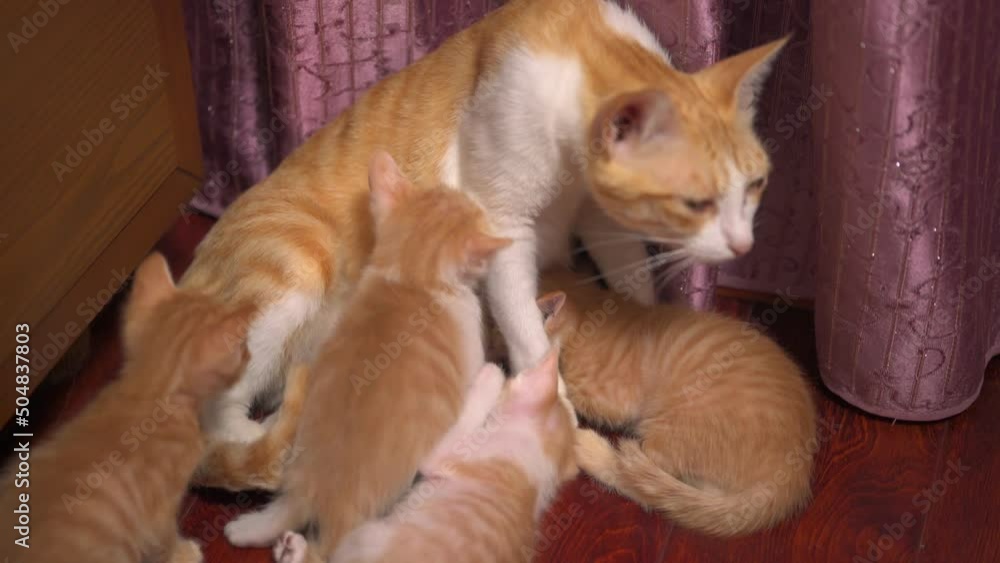 A litter of cute orange Chinese pastoral cats, the mother cat