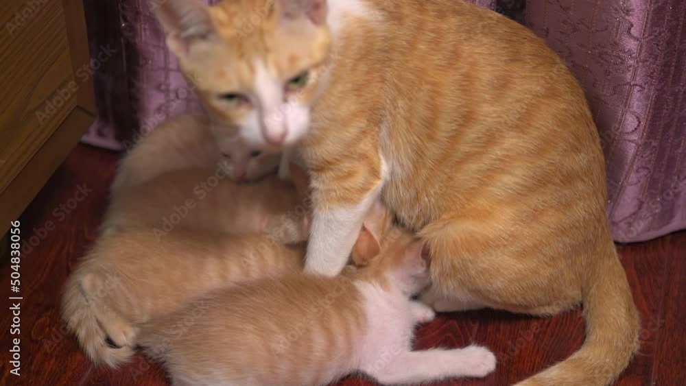A litter of cute orange Chinese pastoral cats, the mother cat