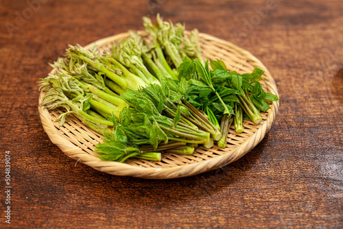 ざるにのせた春の山の恵み。山菜こしあぶらとたらの芽 photo