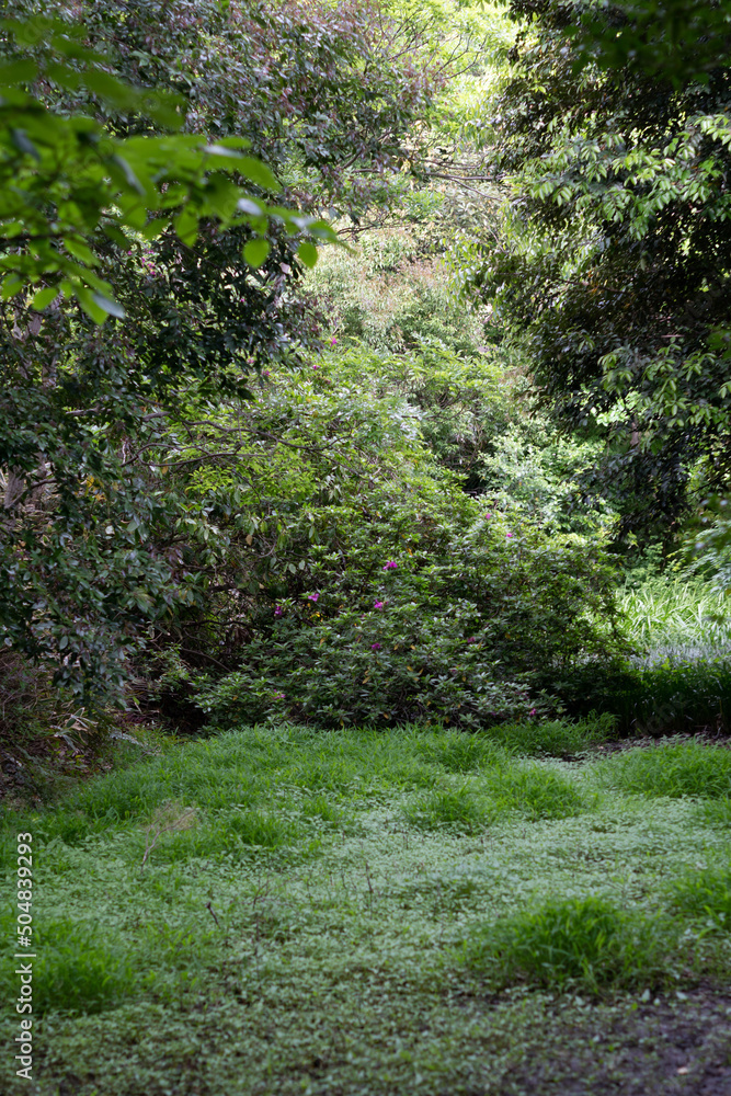 wetland,newleave,green,plant,nature,water,cliff line,
wetland,newleave,green,plant,nature,water,cliff line,