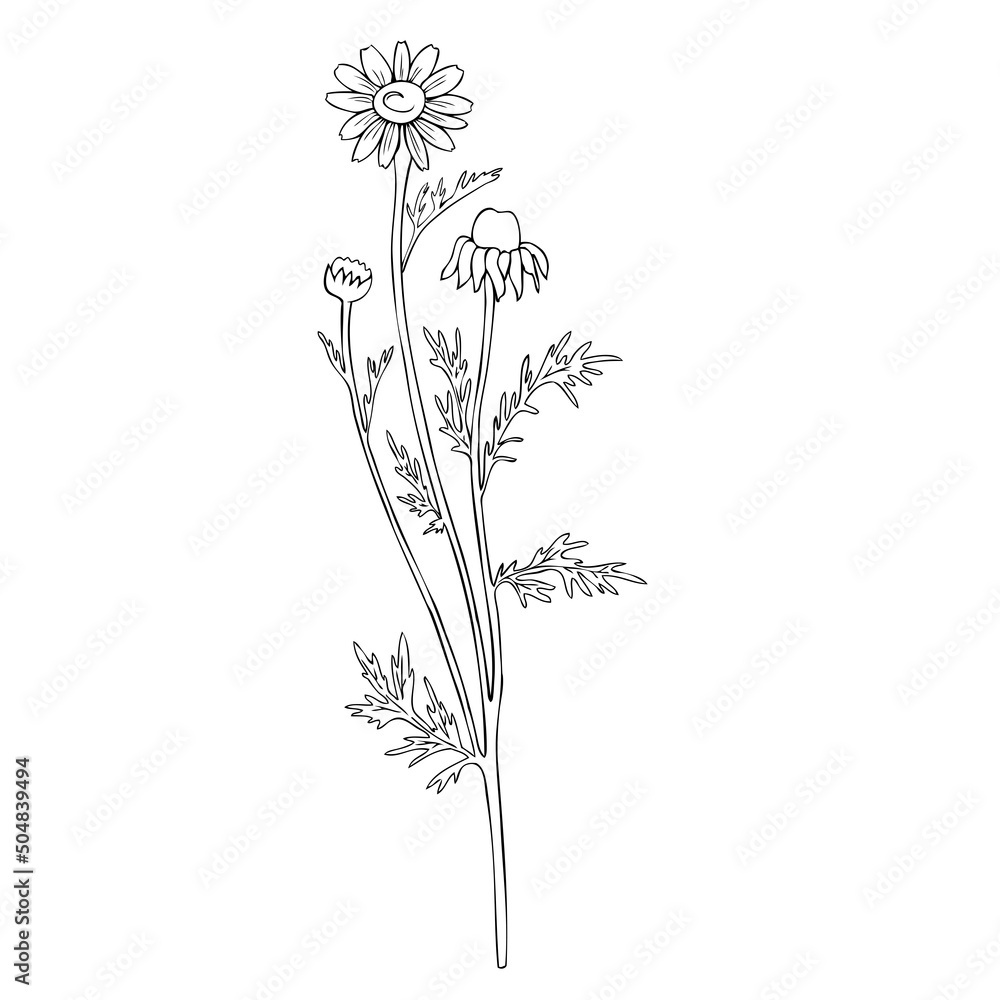 Chamomile wild field flower isolated on white background botanical hand drawn line art daisy sketch vector doodle illustration for design package tea, cosmetic, natural medicine, greeting card