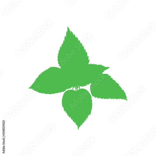 Nettle wild field flower isolated on white background botanical hand drawn sketch vector doodle colorful illustration Urtica dioica, decorative silhouette for design package tea, cosmetic, medicine
