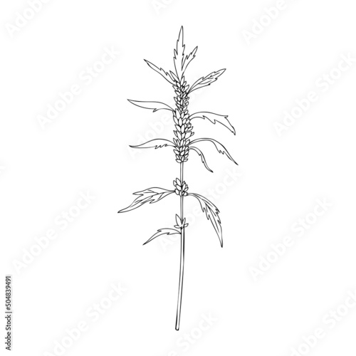 Motherwort hand drawn vector sketch isolated on white background, healing meadow line art herbal medical sedative plant, Organic food ingredient illustration for healthy market, pharmacology, cosmetic