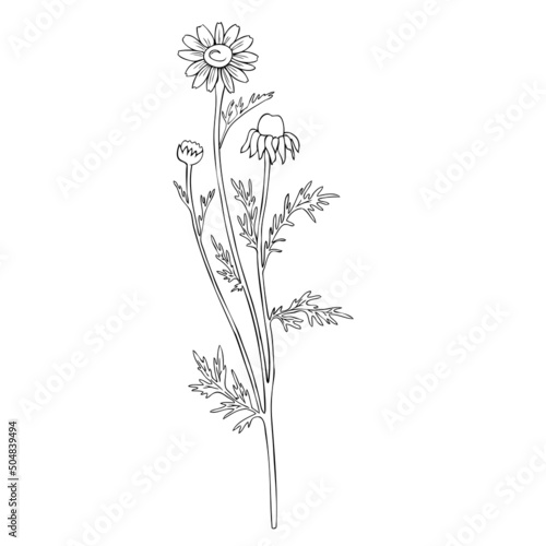 Chamomile wild field flower isolated on white background botanical hand drawn line art daisy sketch vector doodle illustration for design package tea  cosmetic  natural medicine  greeting card