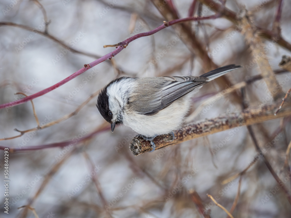 Naklejka premium Cute bird the willow tit, song bird sitting on a branch without leaves in the winter.