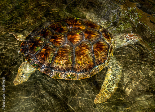 The green sea turtle, is a species of large sea turtle of the family Cheloniidae.