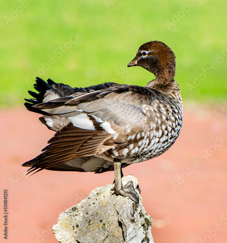 Photography Australian wood duck is grey, brown and white