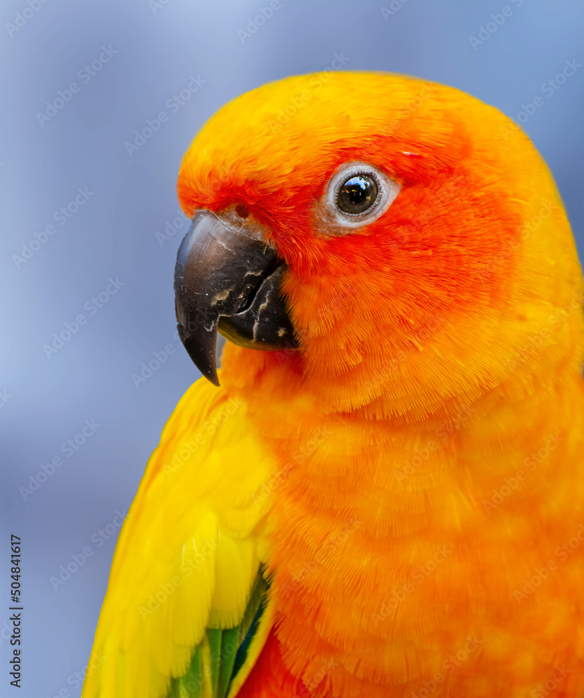 Sun Conure (Aratinga solstitialis) beautiful bright yellow bird