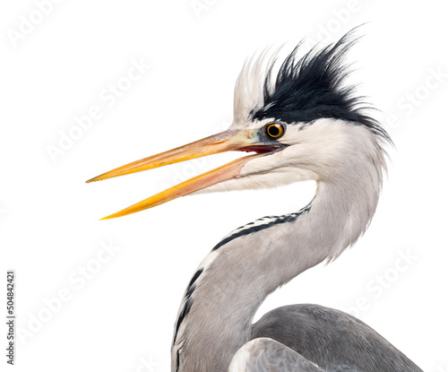 Fotografia Close-up of a Grey Heron's profile, beak opened, Ardea cinerea, isolated on whit