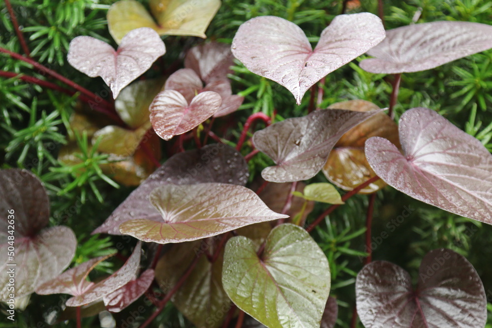 leaves on a plant leaves on a plant