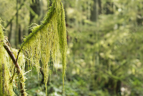 Branch with hanging moss and defocused forest foliage. Cat's tail moss, reed mace or sothecium myosuroide. Forest background. Defocused tall trees with dapples of light. North Vancouver, BC.