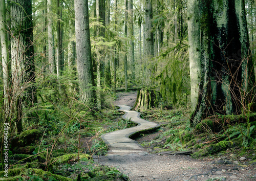 Wooden hiking trail in forest of North Vancouver  BC  Canada. Boardwalk pathway framed with many tall trees  such as Douglas fir  Hemlock  a burned old tree on the side and hanging moss. Sunny day.