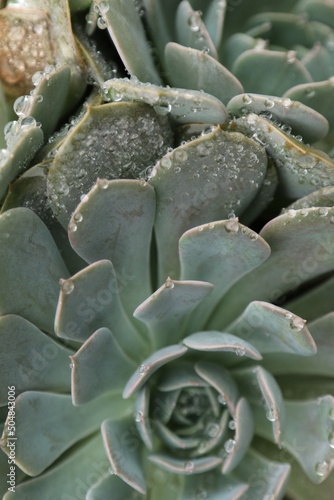 close up of a succulent