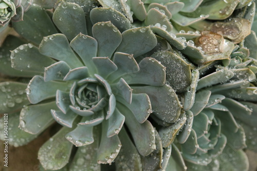 close up of a succulent