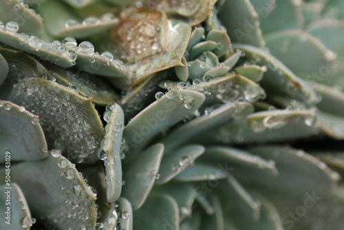 close up of a succulent