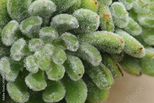 close up of a succulent