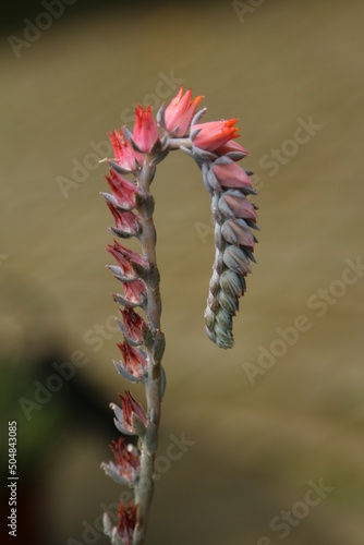 flower of a cactus