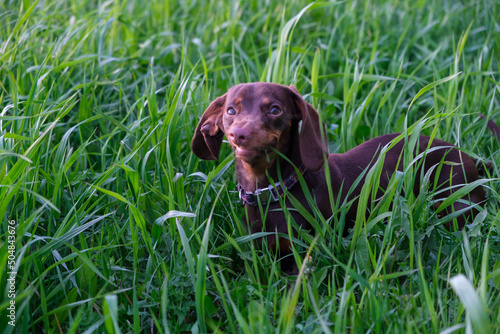 cute dachshund puppy eats green grass on a walk