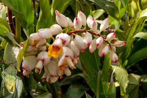 Blossom of Alpinia zerumbet Shell Ginger. White flowers closeup