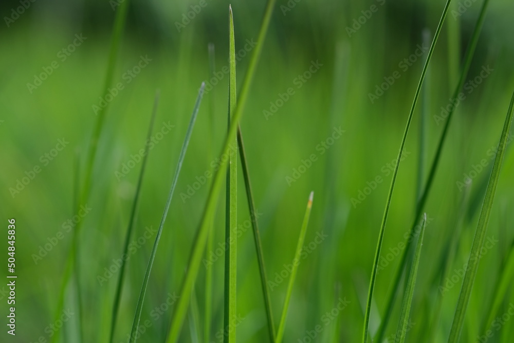 Green grass closeup background. Close-up view of fresh green grass, selective focus. Grass background - selective focus. Wheaten field. Green grass closeup background. Close-up view of fresh green grass, selective focus. Grass background - selective focus. Wheaten field.