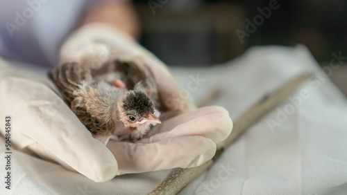 Canvas Print Close up of veterinarians hands in surgical gloves holding small bird, after attacked and injured by a cat