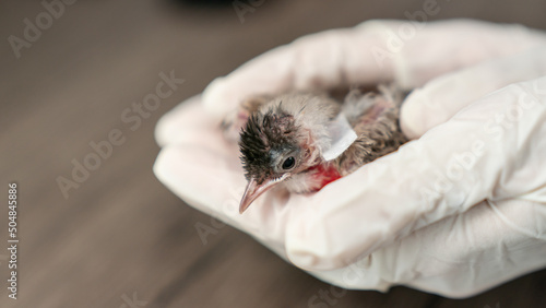 Canvas Print Close up of veterinarians hands in surgical gloves holding small bird, after attacked and injured by a cat