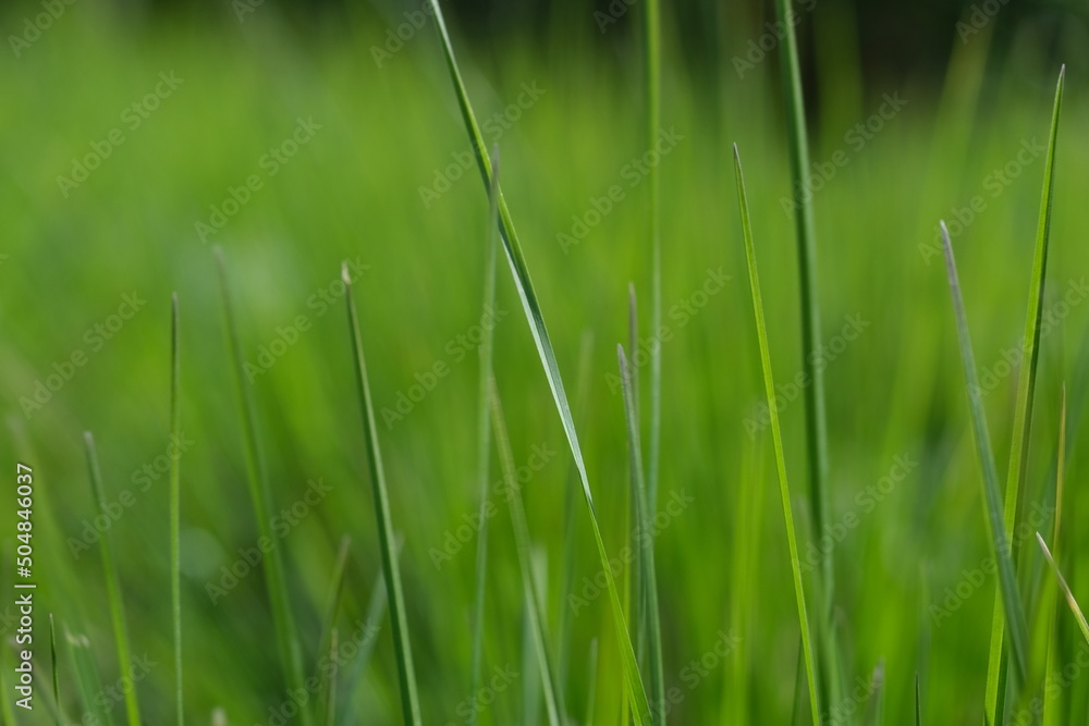 Green grass closeup background. Close-up view of fresh green grass, selective focus. Grass background - selective focus. Wheaten field. Green grass closeup background. Close-up view of fresh green grass, selective focus. Grass background - selective focus. Wheaten field.