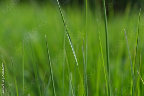 Green grass closeup background. Close-up view of fresh green grass, selective focus. Grass background - selective focus. Wheaten field.