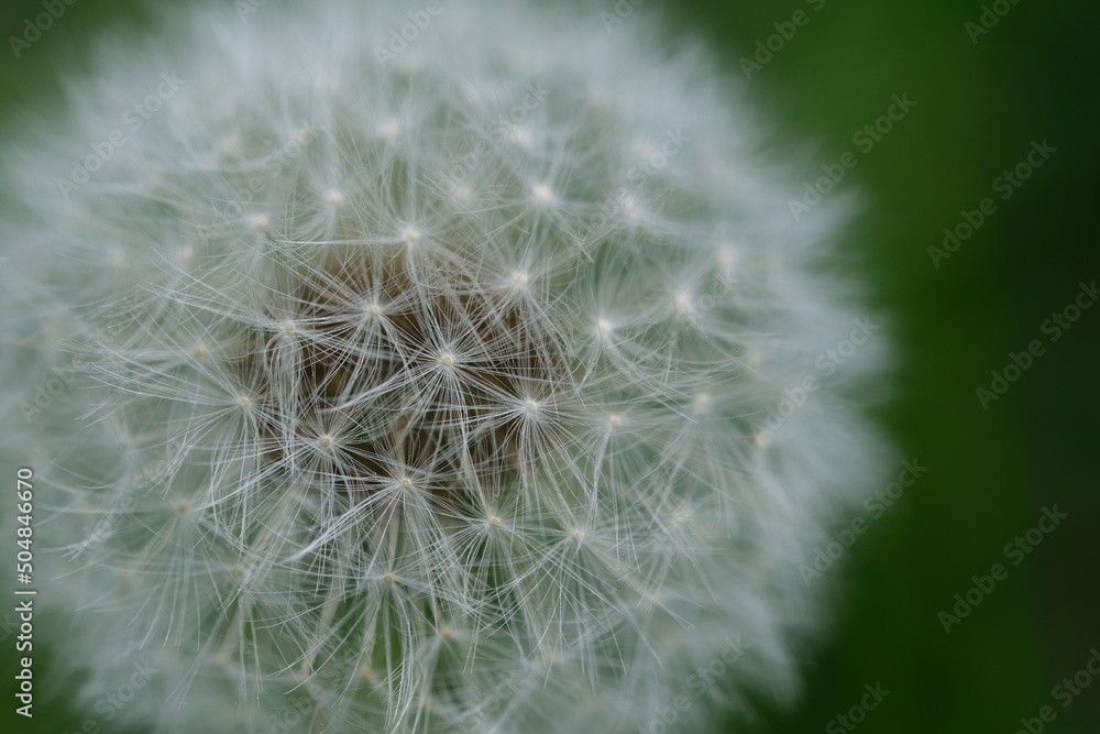 Fototapeta premium Close up macro image of dandelion seed heads with delicate lace-like patterns. Detail shot of closed bud of a dandelion in green grass.