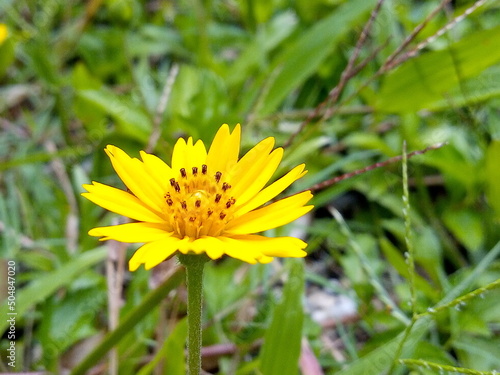 yellow flowers in the natural garden abstract background