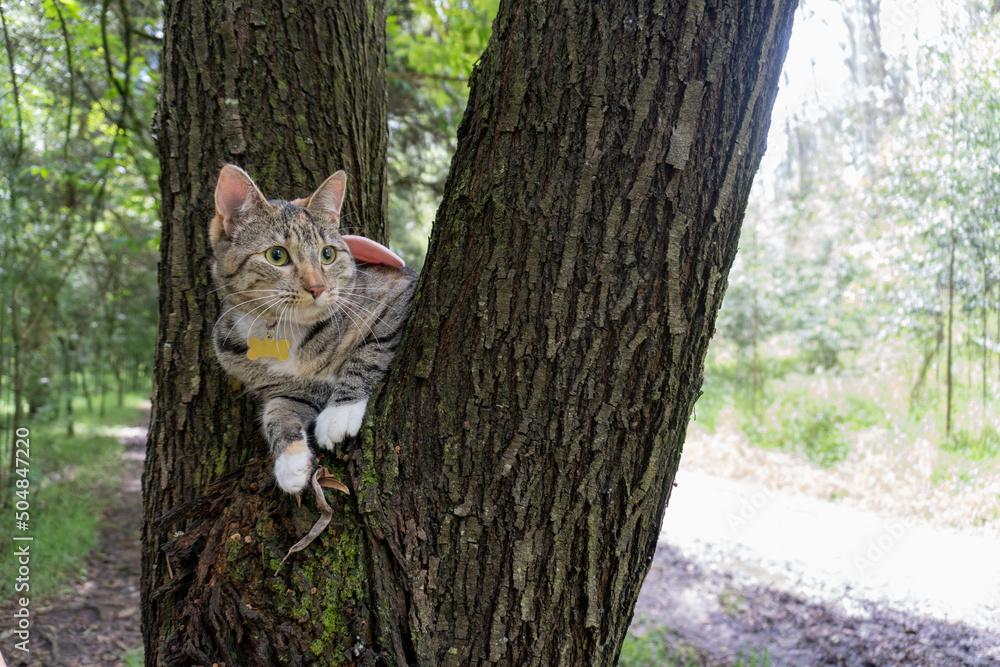 Tabby domestic cat resting in a tree Tabby domestic cat resting in a tree