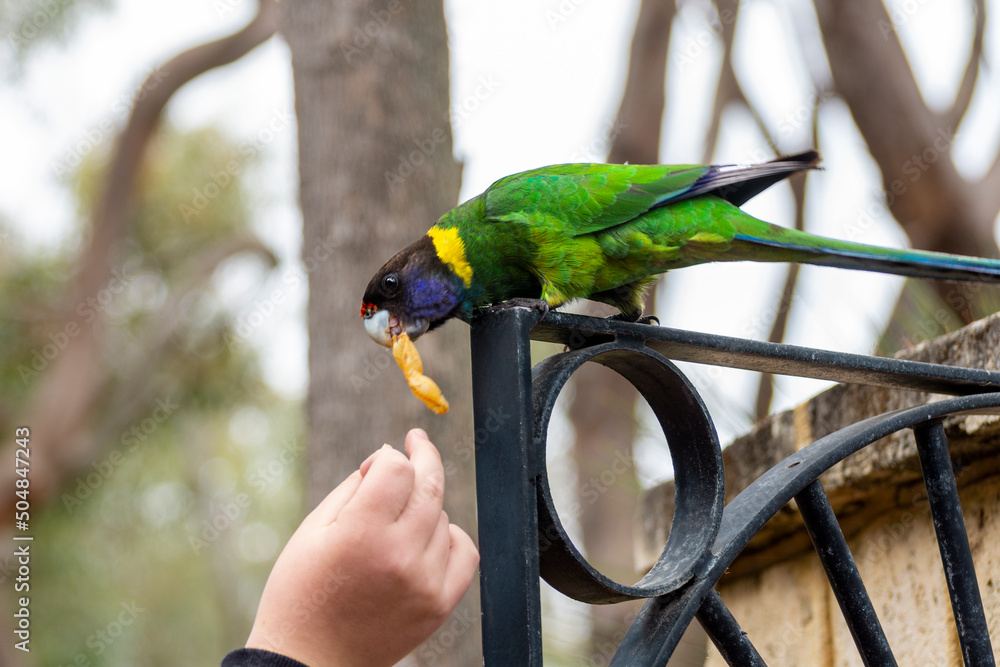 Australian ringneck, broad-tailed parrot bird in green blue Color , in Western Australia (Barnardius zonarius semitorquatus)